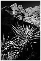Yucca and red rocks. Red Rock Canyon, Nevada, USA (black and white)