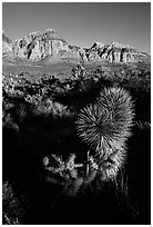 Yucca and cliffs. Red Rock Canyon, Nevada, USA (black and white)