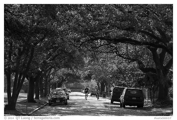Tree-line street, Museum District. Houston, Texas, USA (black and white)