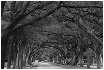 Tree tunnel, North Boulevard. Houston, Texas, USA ( black and white)