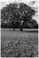 Bluebonnets and trees. Texas, USA ( black and white)