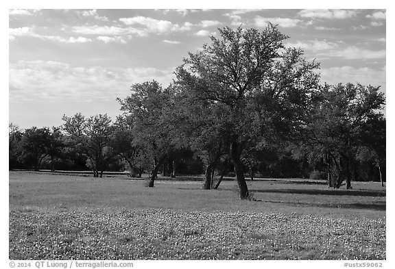 Grass, bluebonnets and trees. Texas, USA (black and white)