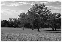 Grass, bluebonnets and trees. Texas, USA ( black and white)