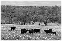 Cattle in meadow with flowers. Texas, USA ( black and white)