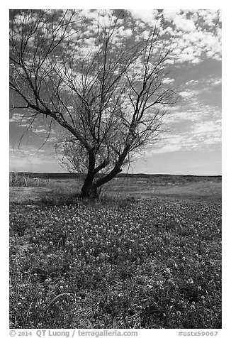 Bluebonnets and lone tree, Tow. Texas, USA (black and white)