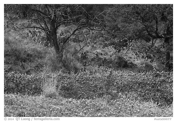 Blubonnets, cactus, and trees. Texas, USA (black and white)