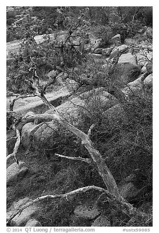 Branches and rocks, Enchanted Rock state park. Texas, USA (black and white)
