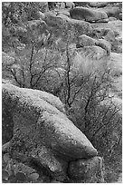 Boulders and shurbs, Enchanted Rock state park. Texas, USA ( black and white)