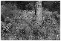 Flowers and cactus, Enchanted Rock state park. Texas, USA ( black and white)