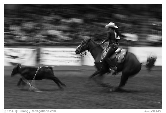 Individual roping, Stokyards Championship Rodeo. Fort Worth, Texas, USA (black and white)