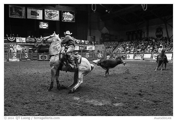 Team finishing roping, Stokyards Rodeo. Fort Worth, Texas, USA (black and white)