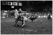 Team finishing roping, Stokyards Rodeo. Fort Worth, Texas, USA ( black and white)