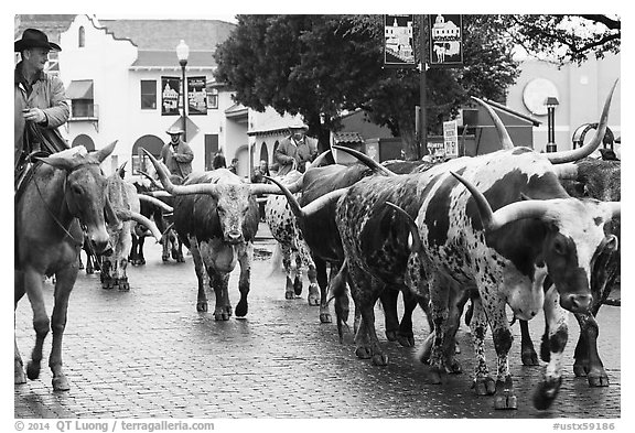Longhorn cattle driven on Stockyards main street. Fort Worth, Texas, USA (black and white)