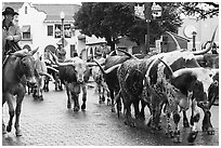 Longhorn cattle driven on Stockyards main street. Fort Worth, Texas, USA ( black and white)