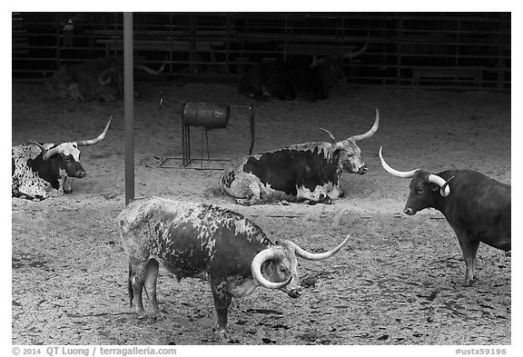 Texas Longhorn herd. Fort Worth, Texas, USA (black and white)