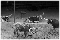 Texas Longhorn herd. Fort Worth, Texas, USA ( black and white)