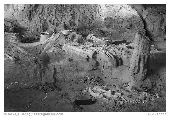 Columbian mammoth bones in the ground of dig site. Waco Mammoth National Monument, Texas, USA (black and white)