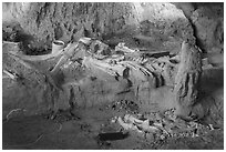 Columbian mammoth bones in the ground of dig site. Waco Mammoth National Monument, Texas, USA ( black and white)