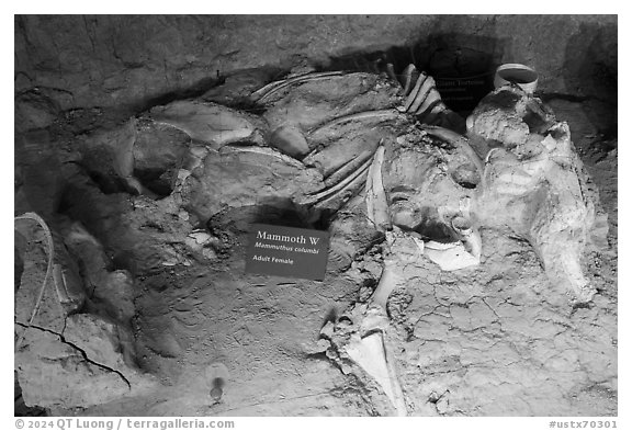 Bones of female columbian mammoth. Waco Mammoth National Monument, Texas, USA (black and white)