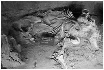 Bones of female columbian mammoth. Waco Mammoth National Monument, Texas, USA ( black and white)