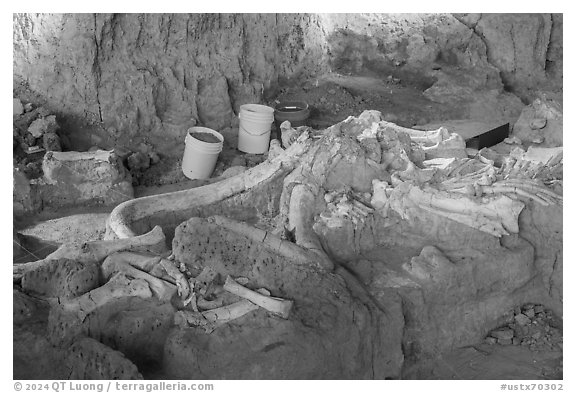 Dig site with Columbian mammoth bones. Waco Mammoth National Monument, Texas, USA (black and white)