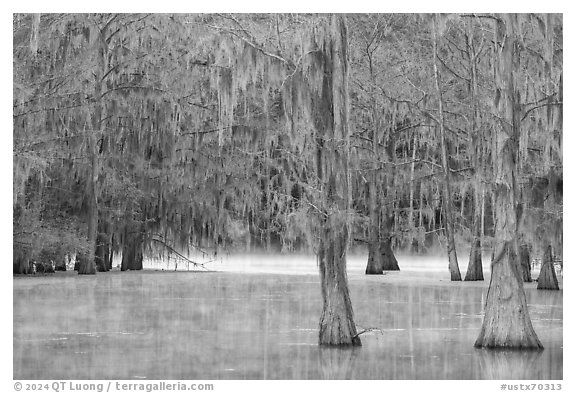 Bald cypress and mist in early spring, Caddo Lake State Park. Texas, USA (black and white)