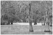 Bald cypress and mist in early spring, Caddo Lake State Park. Texas, USA ( black and white)