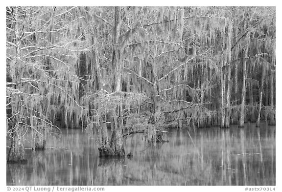 Bald cypress and reflectins in early spring, Caddo Lake State Park. Texas, USA (black and white)