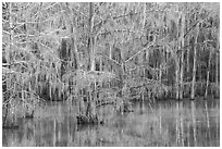 Bald cypress and reflectins in early spring, Caddo Lake State Park. Texas, USA ( black and white)