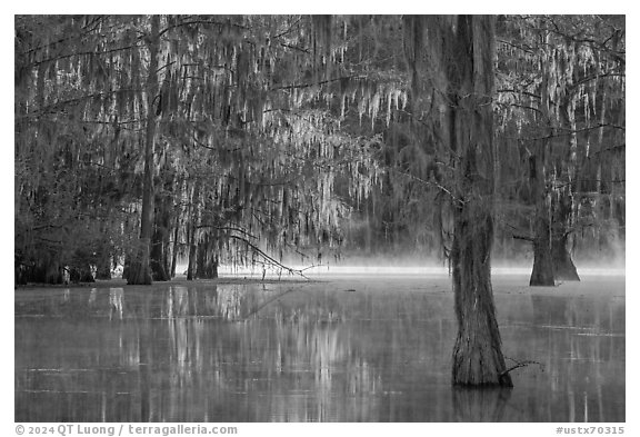 Bald cypress at sunrise, Caddo Lake State Park. Texas, USA (black and white)