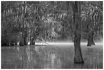 Bald cypress at sunrise, Caddo Lake State Park. Texas, USA ( black and white)