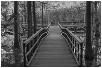 Pier, Saw Mill Pond, Caddo Lake State Park. Texas, USA ( black and white)