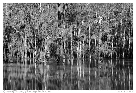 Bald Cypress and reflections in Sawmill Pond, Caddo Lake State Park. Texas, USA (black and white)