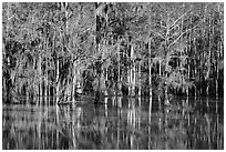 Bald Cypress and reflections in Sawmill Pond, Caddo Lake State Park. Texas, USA ( black and white)