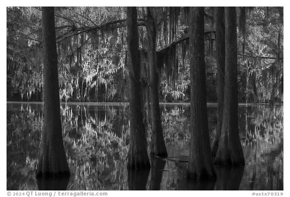 Bald Cypress, Big Cypress Bayou, Caddo Lake State Park. Texas, USA (black and white)