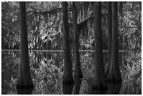 Bald Cypress, Big Cypress Bayou, Caddo Lake State Park. Texas, USA ( black and white)