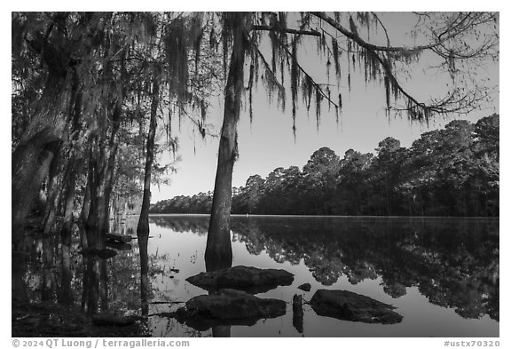 Big Cypress Bayou, Caddo Lake State Park. Texas, USA (black and white)