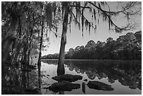 Big Cypress Bayou, Caddo Lake State Park. Texas, USA ( black and white)