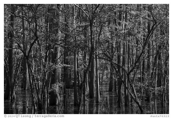 Saw Mill Pond in early spring. Texas, USA (black and white)