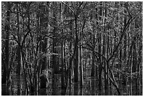 Saw Mill Pond in early spring. Texas, USA ( black and white)