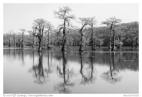 Bare bald cypress and reflections, Caddo Lake. Texas, USA (black and white)