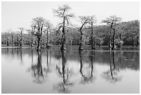 Bare bald cypress and reflections, Caddo Lake. Texas, USA ( black and white)