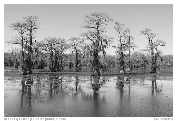 Bald cypress and aquatic plants, Caddo Lake. Texas, USA (black and white)