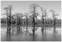 Bald cypress and aquatic plants, Caddo Lake. Texas, USA ( black and white)