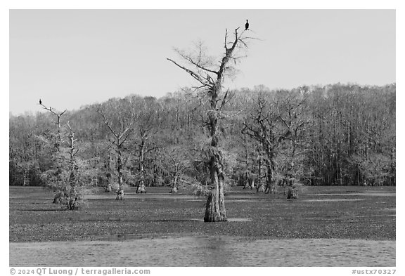 Birds perched on bald cypress trees, Caddo Lake. Texas, USA (black and white)