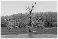 Birds perched on bald cypress trees, Caddo Lake. Texas, USA ( black and white)