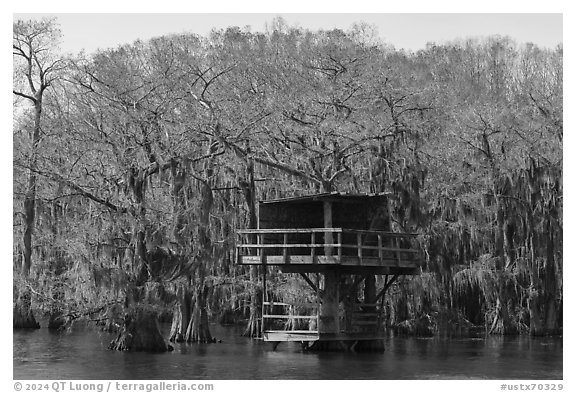 Treehouse, Caddo Lake. Texas, USA (black and white)