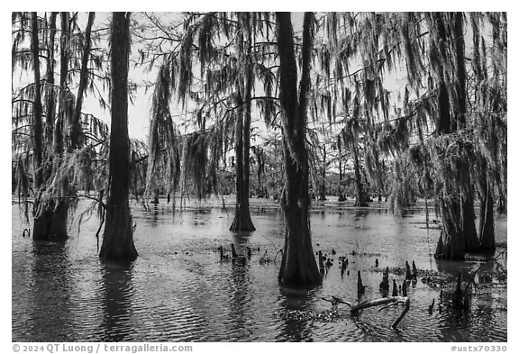 Bald Cypress and Spanish Moss, Caddo Lake. Texas, USA (black and white)