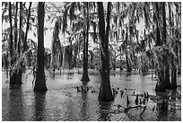 Bald Cypress and Spanish Moss, Caddo Lake. Texas, USA ( black and white)