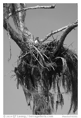 Osprey nest, Caddo Lake. Texas, USA (black and white)